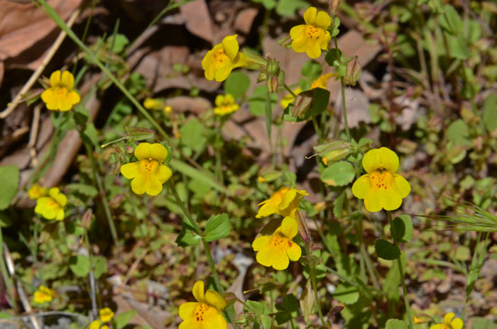 Seep Monkeyflower has bright green leaves, the under-sides are often reddish and bright yellow showy flowers. Mimulus guttatus Seep Monkeyflower has bright green leaves, the under-sides are often reddish and bright yellow showy flowers. Mimulus guttatus